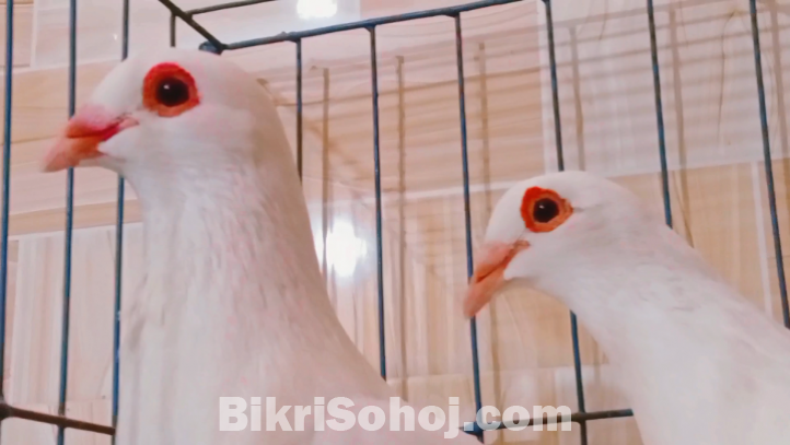 Kobutor, pigeon, কবুতর